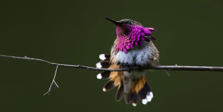 Самые красивые колибри 1