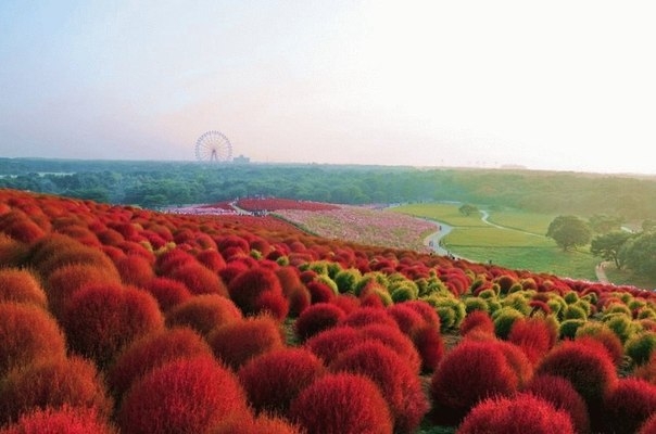 Рассветная страна цветов Hitachi Seaside Park