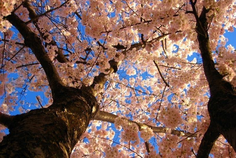 Цветение сакуры в Японии.