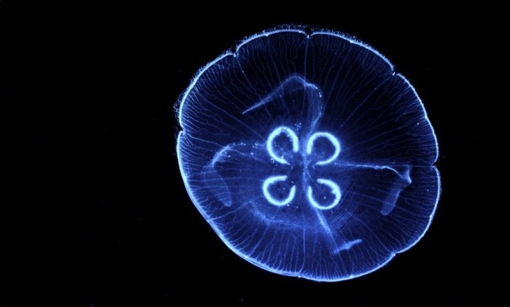 Интересное о медузах