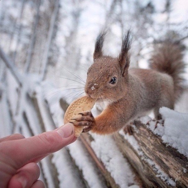 10 снимков фотографа, с которым дружат животные. 10 снимков фотографа, с которым дружат животные.