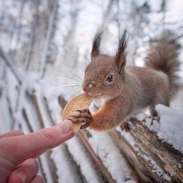 10 снимков фотографа, с которым дружат животные.