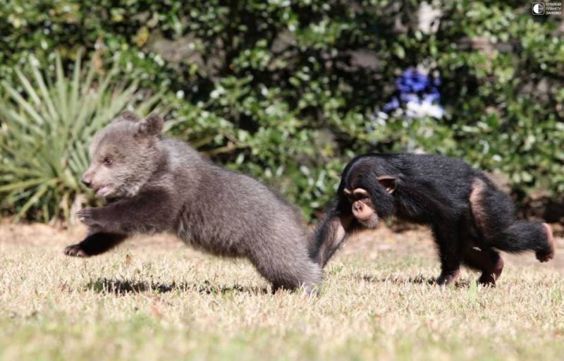 Дружба медвежонка и шимпанзе в зоопарке Myrtle Beach Safari park Дружба медвежонка и шимпанзе в зоопарке Myrtle Beach Safari park