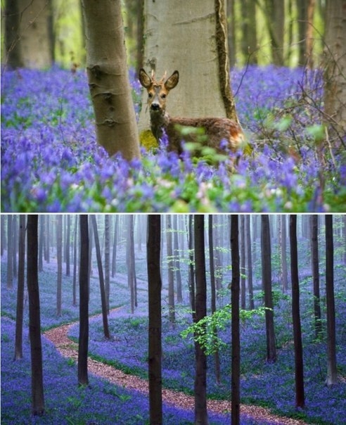 Колокольчиковый лес Hallerbos в Бельгии.