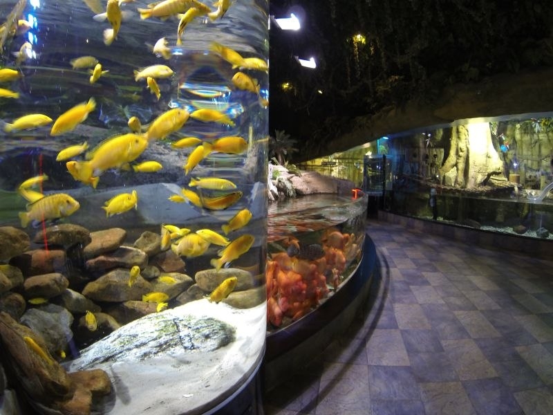 Огромный аквариум - Dubai Mall Aquarium, Дубай (ОАЭ)