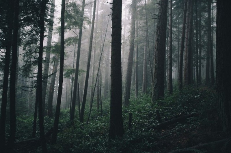 Загадочный лес в штате Вашингтон, США