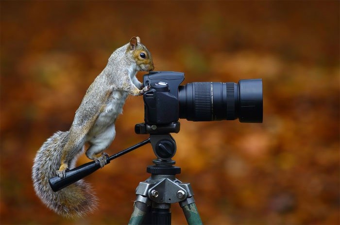 Забавные животные-фотографы