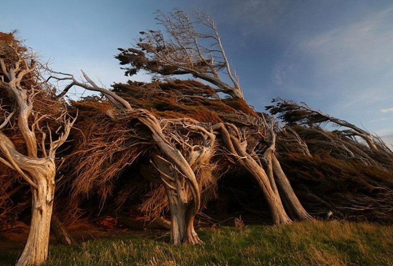 В Новой Зеландии растут деревья самой интересной формы в мире, которые постоянно наклонены из-за сил