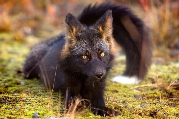 Фотосессия любопытной чёрно-бурой лисицы