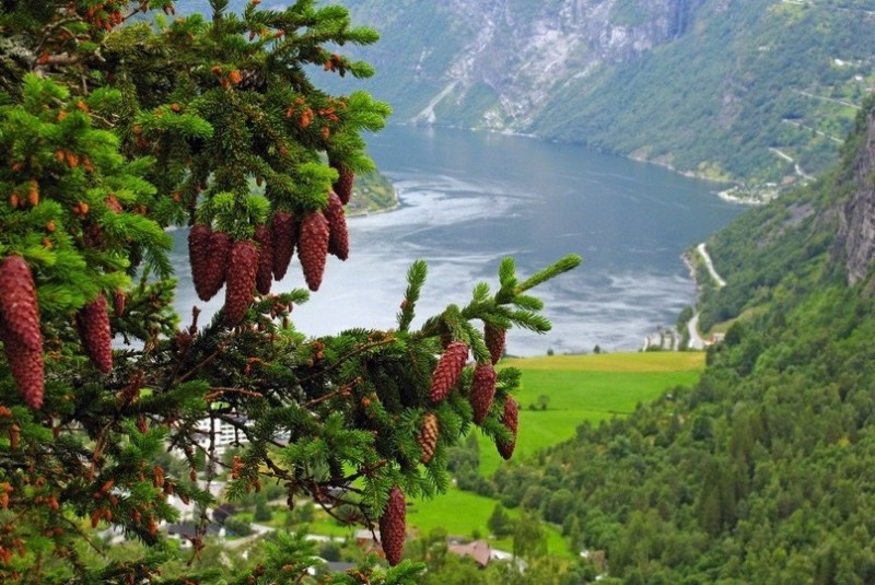 Самые красивые фьорды Норвегии...