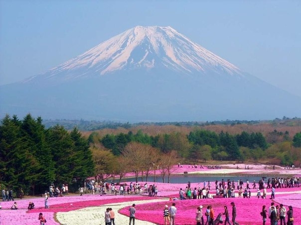 Флоксы Hitsujiyama Park, Chichibu, Япония