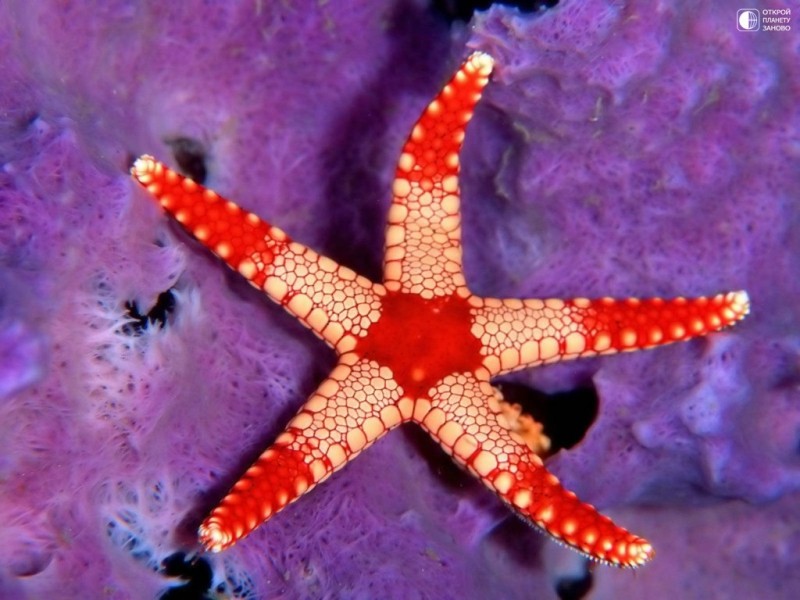 Морские звезды Морские звезды