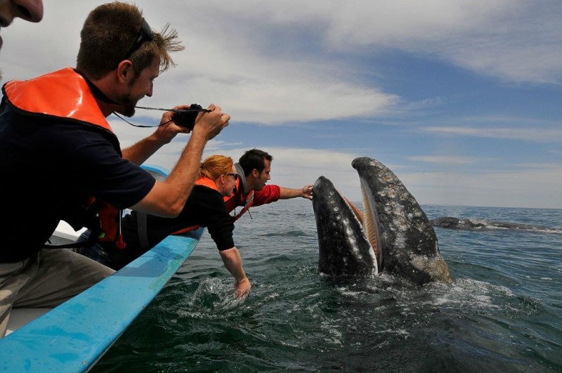 Встреча с китами у берегов Мексики