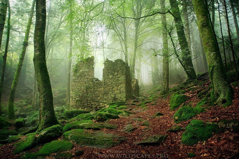 Красота дикого французского леса в фотографиях Florent Courty