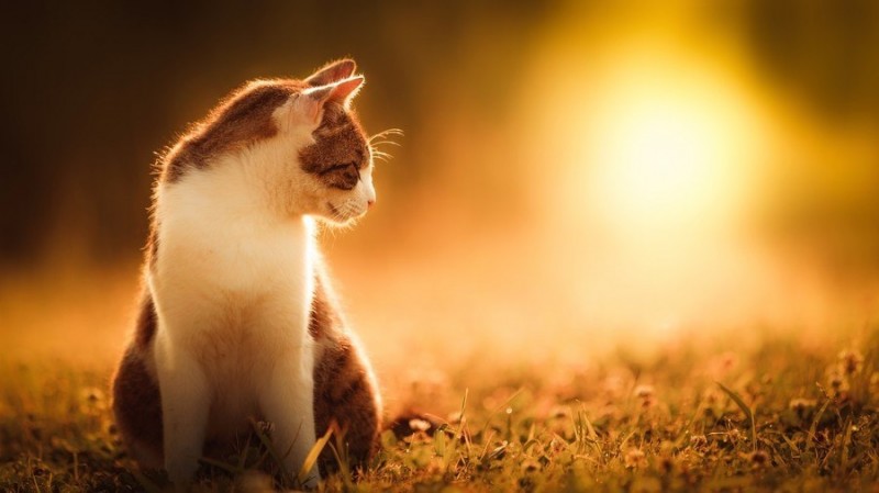 Солнечные котики Солнечные котики