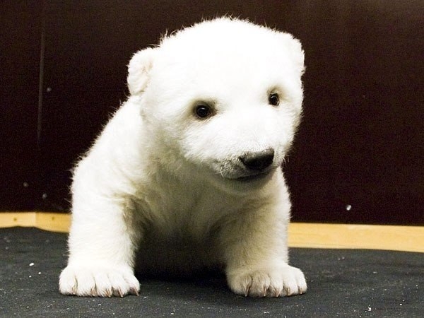 Нюрнбергский зоопарк опубликовал новые фотографии маленькой белой медведицы по имени Флок (Flocke) и