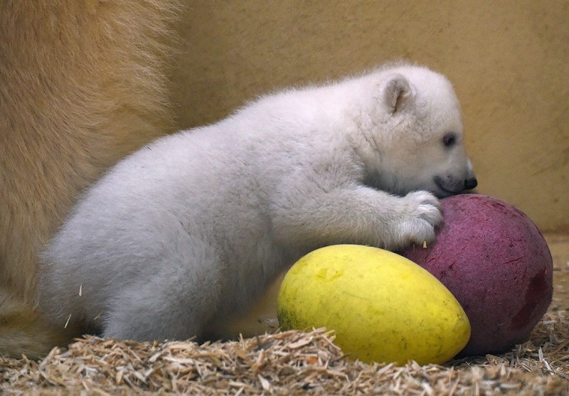 Маленький белый медвежонок в зоопарке в Германии