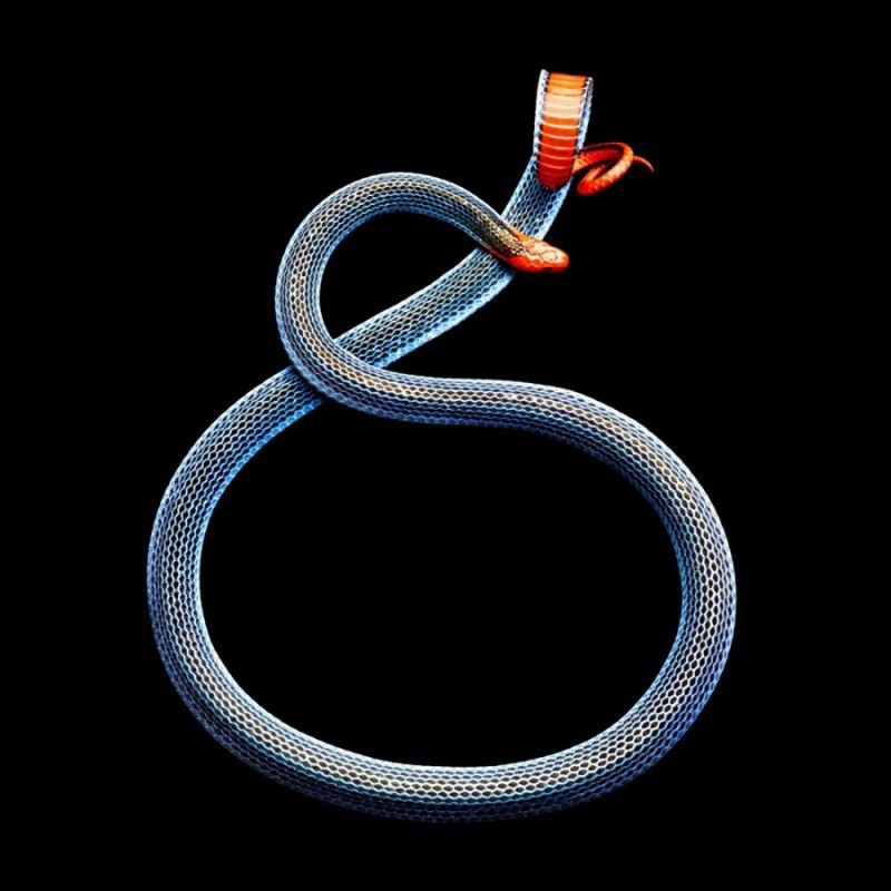 Проект Serpentine Марка Лайта Проект Serpentine Марка Лайта