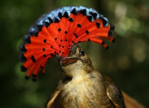 Бесстрашная птичка невероятной красоты