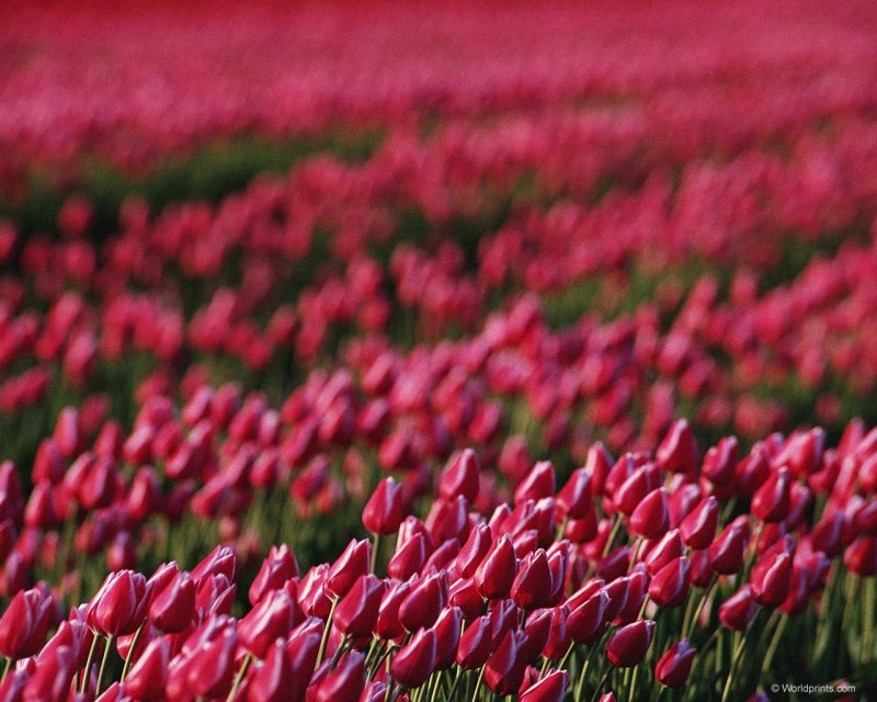 Тюльпаномания и поля тюльпанов в Голландии