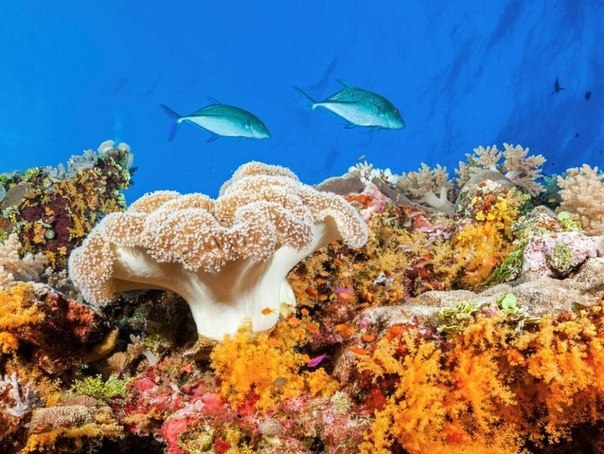 Красоты Большого Барьерного рифа