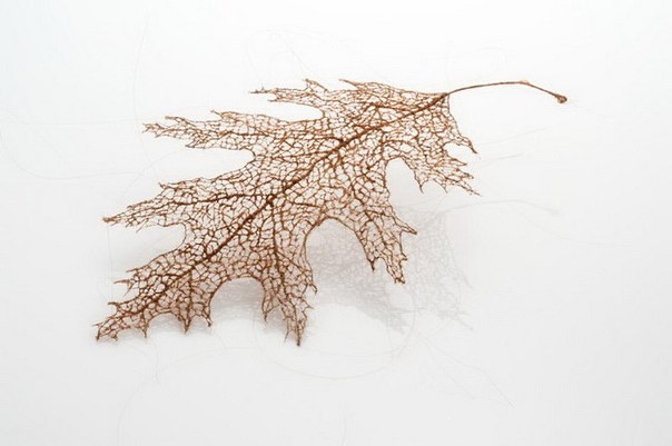 Скульптуры листьев из человеческих волос