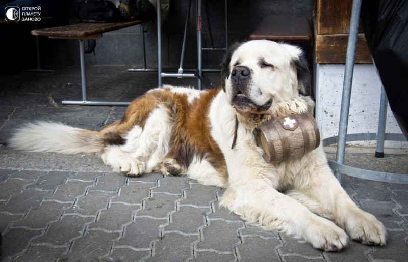 Сенбернары - первые собаки-спасатели