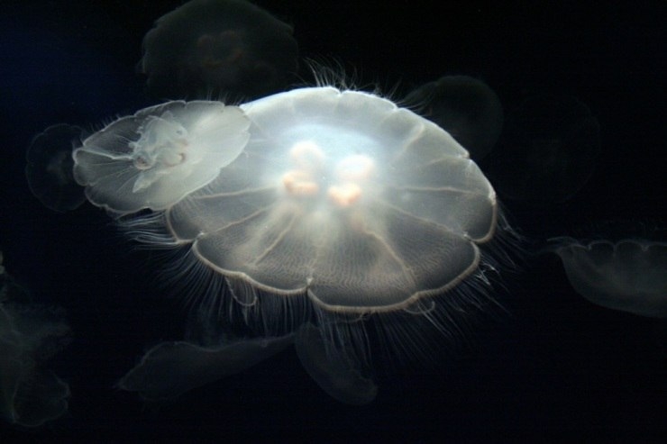 Интересное о медузах