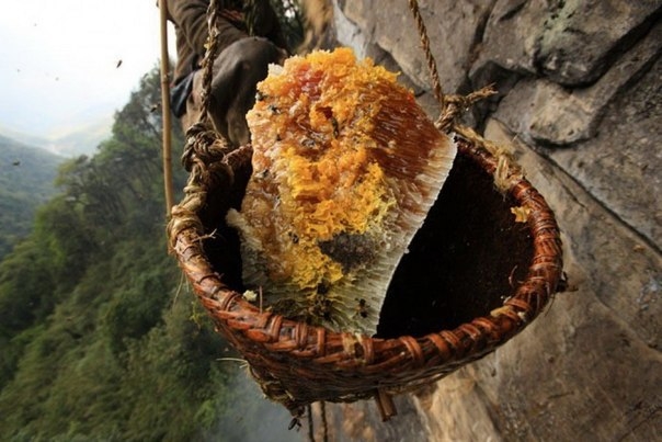 Как собирают дикий мед в Непале