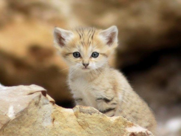 Барханная кошка Барханная кошка
