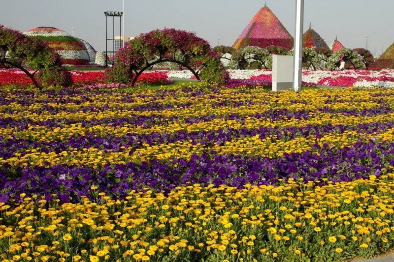Dubai Miracle Garden: чудо-сад на песках (АОЭ)