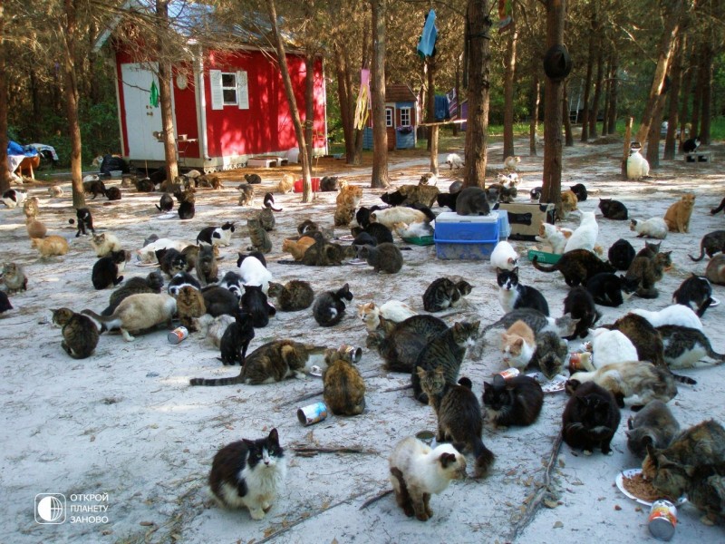 Маленький мир кошек Маленький мир кошек