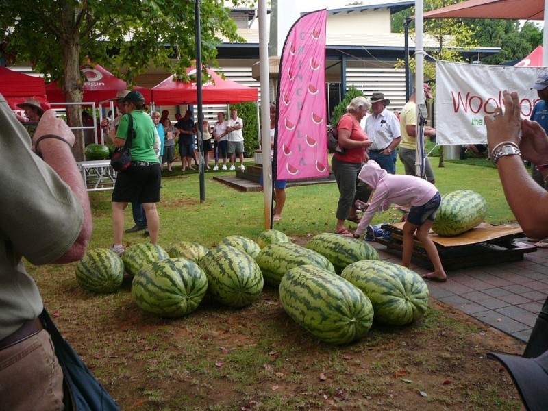 Фестиваль для любителей арбузов Chinchilla Melon