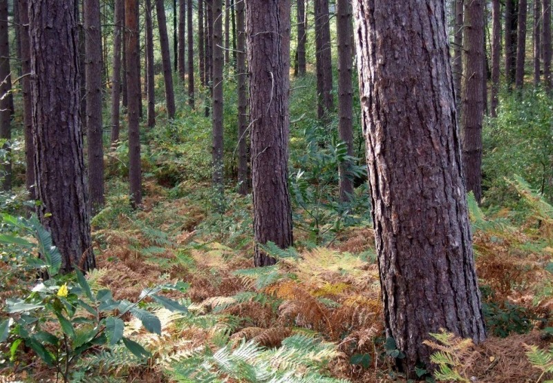 Шервудский лес: история, манящая тайной