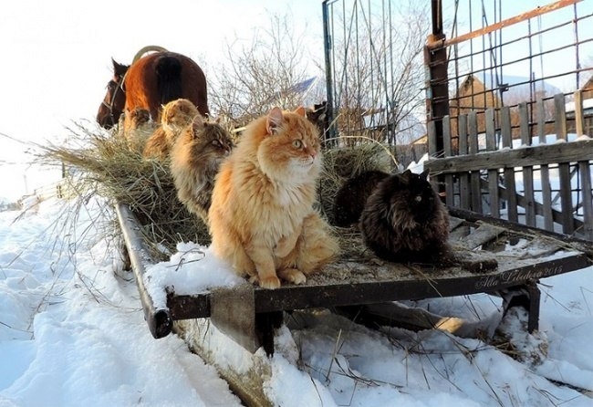 Суровые сибирские котики