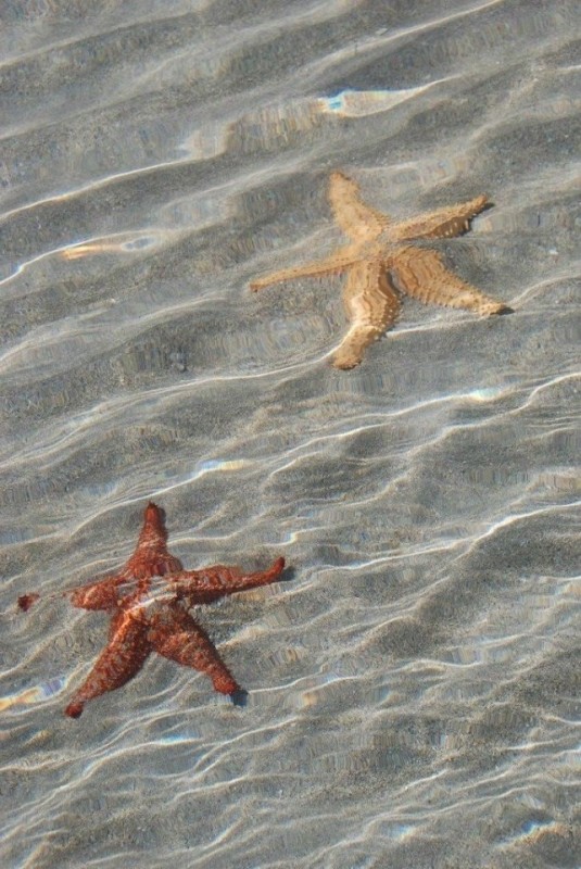 Пляж морских звезд - Boca del Drago, Панама