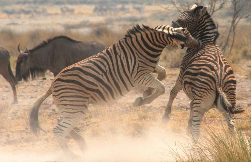 Национальный парк Чобе: живописный оазис Африки (Ботсвана)