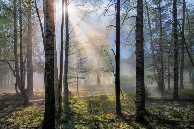 Весенний лес после грозы.