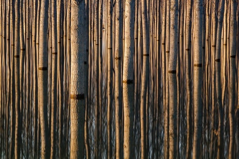 Потрясающие симметричные снимки деревьев Оливера Дельгадо