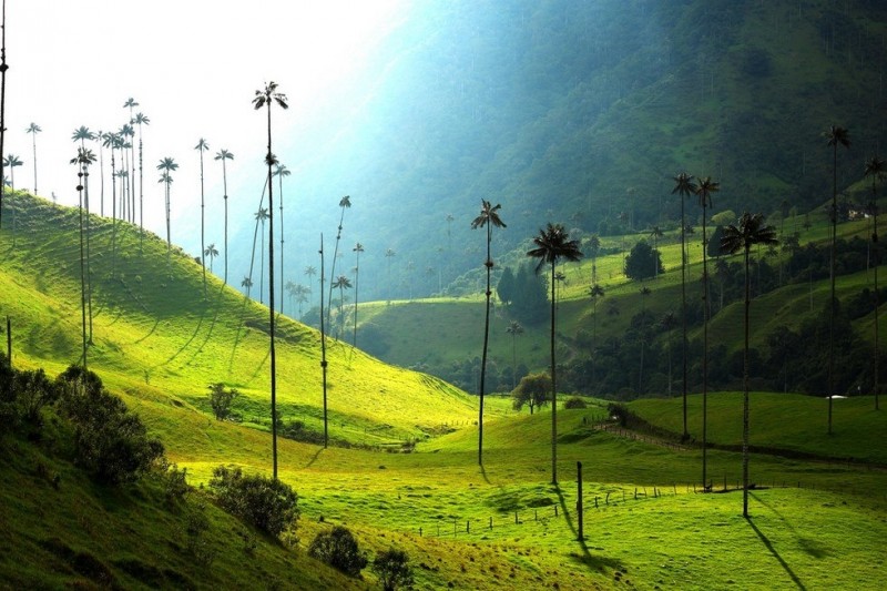 Долина самых высоких пальм на планете