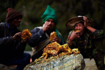Непальские охотники за мёдом