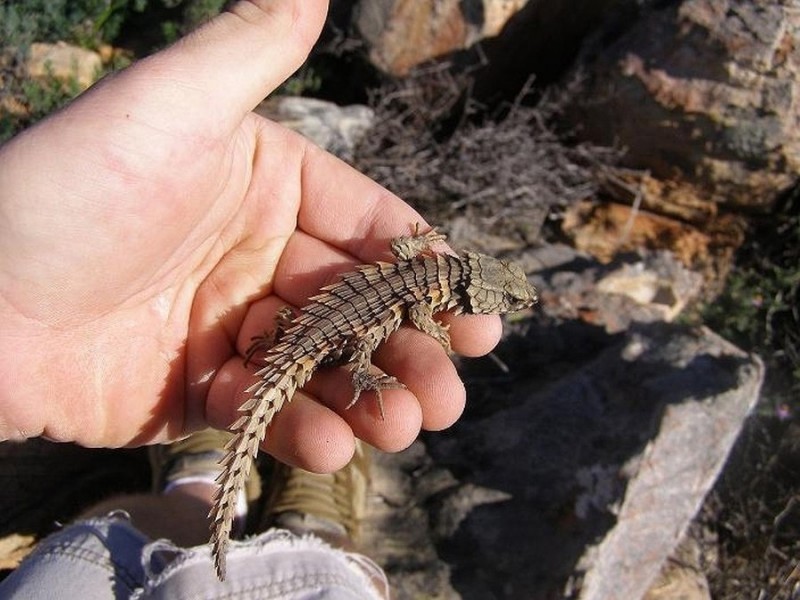 Belttail - küçük ejderha