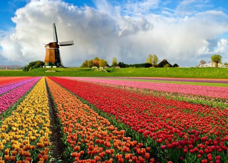Поля тюльпанов, Нидерланды.