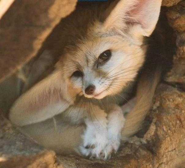 Фенек - крохотная лисица, обитающая в пустынях Северной Африки