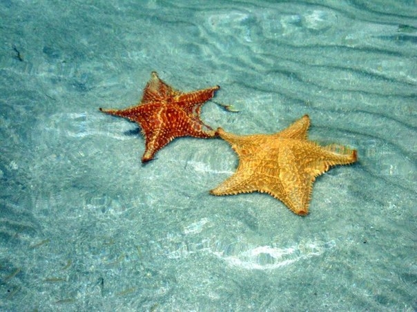 Бока-дель-Драго - пляж морских звезд