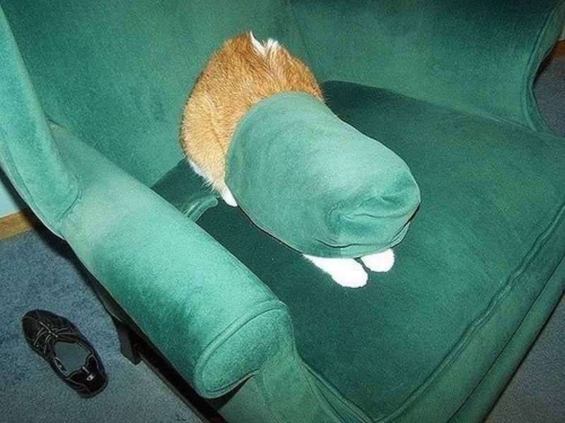 Кошки, которые не умеют играть в прятки Кошки, которые не умеют играть в прятки