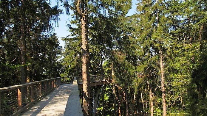 Тропа по вершинам деревьев в Баварии Тропа по вершинам деревьев в Баварии