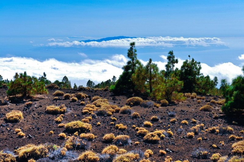 Пейзажи на территории Nacional de El Teide не оставят равнодушным никого. 9