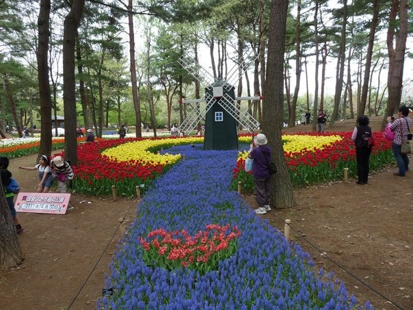 Рассветная страна цветов Hitachi Seaside Park