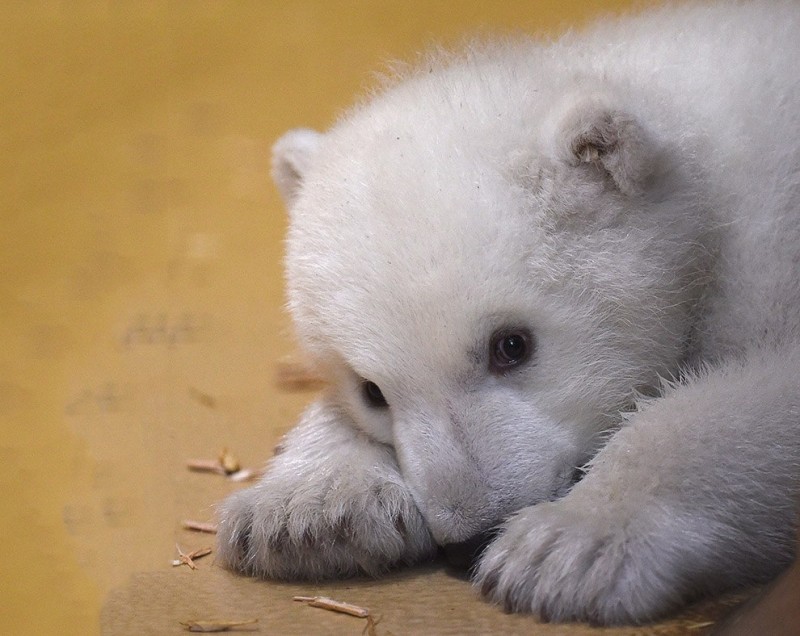 Маленький белый медвежонок в зоопарке в Германии